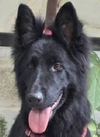 Dama (Mid-East) KP - Photo 1