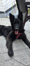 Dama (Mid-East) KP - Photo 2