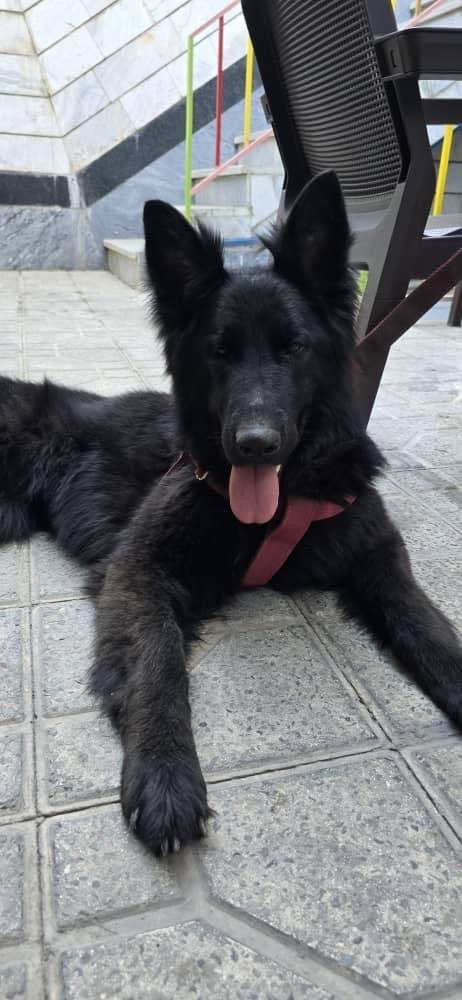 DAMA (MID-EAST) KP - German Shepherd Dog available for adoption