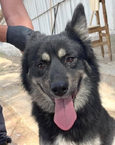 VIDA (ISRAEL) SV - Border Collie / Shepherd available for adoption