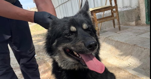 VIDA (ISRAEL) SV - Border Collie / Shepherd available for adoption