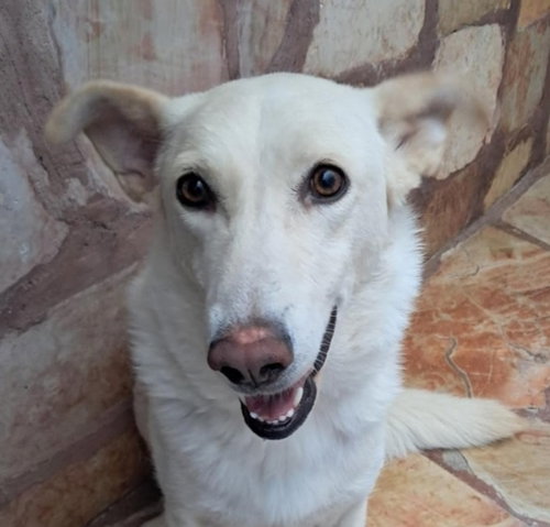 SHAMS (ISRAEL) SV - Labrador Retriever / Canaan Dog available for adoption