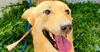 adoptable Dog in  named Zara (West Bank) sv