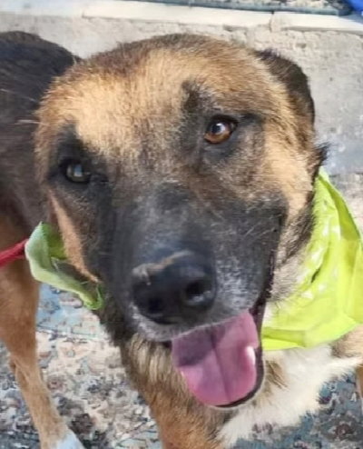 LEON (ISRAEL) SV - Shepherd available for adoption