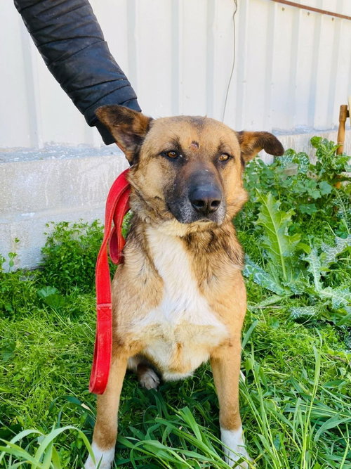 LEON (ISRAEL) SV - Shepherd available for adoption
