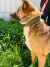 Leon (Israel) sv - Photo 3