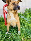 Leon (Israel) sv - Photo 4