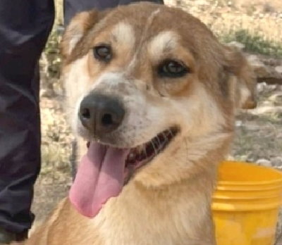 EVIE (ISRAEL) SV - Golden Retriever / Shepherd available for adoption