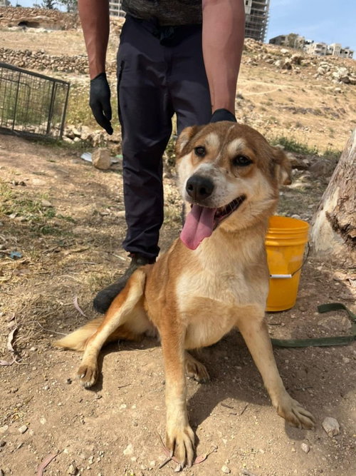 EVIE (ISRAEL) SV - Golden Retriever / Shepherd available for adoption