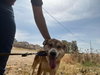 Evie (Israel) sv - Photo 3