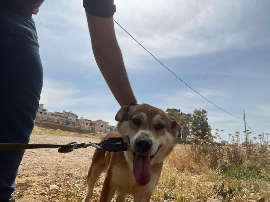 Evie (West Bank) sv