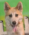 adoptable Dog in  named HATCH (Mid-East) yo - flt Jun 17