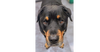 adoptable Dog in  named Cane (Courtesy Post)