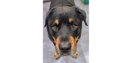CANE (COURTESY POST) - Rottweiler available for adoption