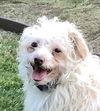 adoptable Dog in  named MERINGUE (Local - Vanc Isl) sf