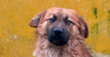 adoptable Dog in  named Harold - Local -  sf