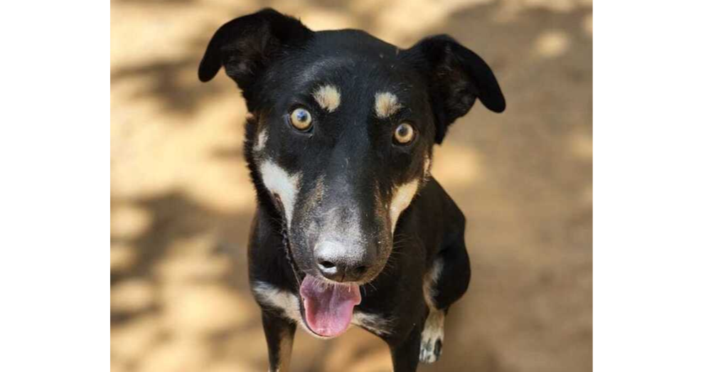 adoptable Dog in Langley, BC named Lennon (Lebanon) nt