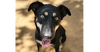 adoptable Dog in , BC named Lennon (Lebanon) nt