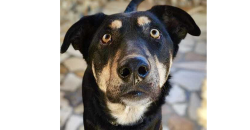 LENNON (LEBANON) NT - Saluki Greyhound available for adoption