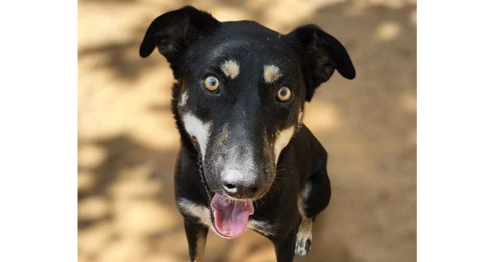 LENNON (LEBANON) NT - Saluki Greyhound available for adoption