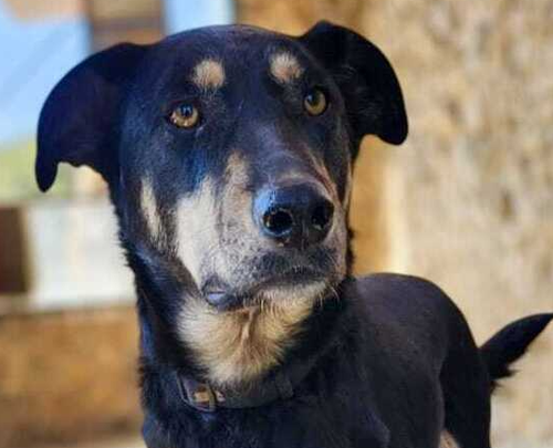 LENNON (LEBANON) NT - Saluki Greyhound available for adoption