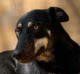 LENNON (LEBANON) NT - Saluki Greyhound available for adoption
