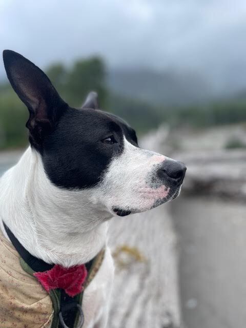 adoptable Dog in Langley, BC named Xena - local - sf