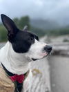 adoptable Dog in , BC named Xena - local - sf