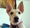 adoptable Dog in , BC named JACQUELINE (UAE) LF