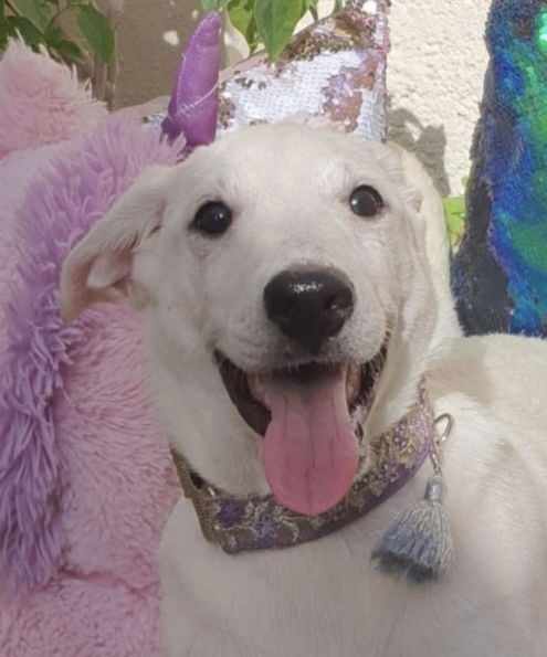 adoptable Dog in Langley, BC named JADE (UAE) lf