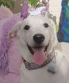 adoptable Dog in , BC named JADE (UAE) lf