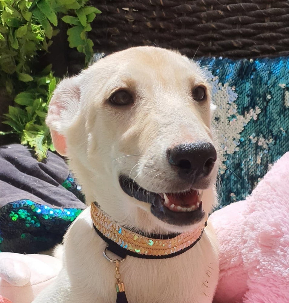 JOSIE (UAE) LF Image