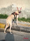 JOSIE (UAE) LF - Photo 2