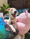 JOSIE (UAE) LF - Photo 3