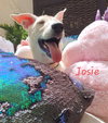 JOSIE (UAE) LF - Photo 4