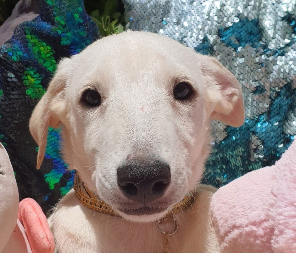 adoptable Dog in Langley, BC named JESSE (UAE) lf