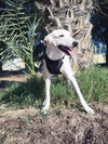 JYNX (UAE) LF - Photo 2