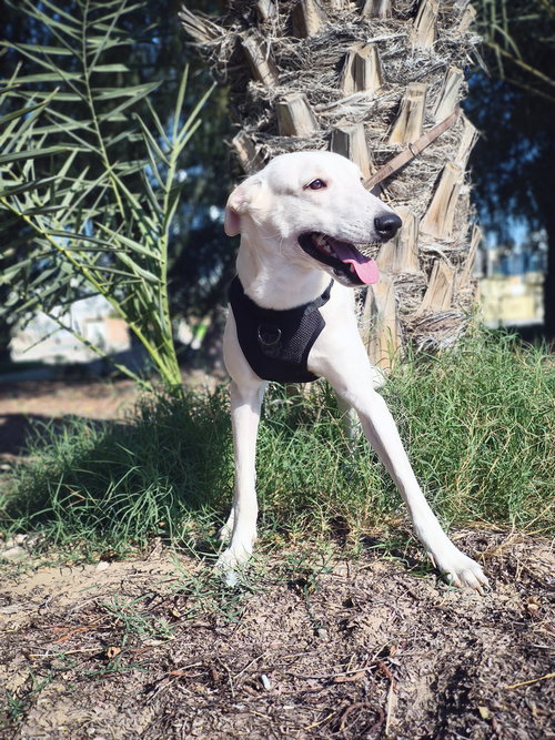 JYNX (UAE) LF - Ibizan Hound / Canaan Dog available for adoption
