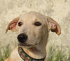 adoptable Dog in , BC named JAMES (UAE) lf