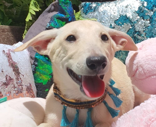 JOEY (UAE) LF - Ibizan Hound / Canaan Dog available for adoption