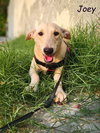 JOEY (UAE) LF - Photo 2
