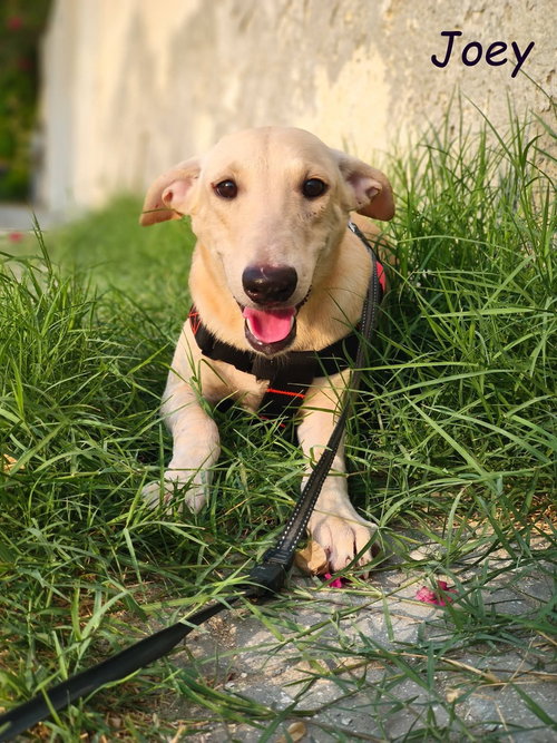 JOEY (UAE) LF - Ibizan Hound / Canaan Dog available for adoption