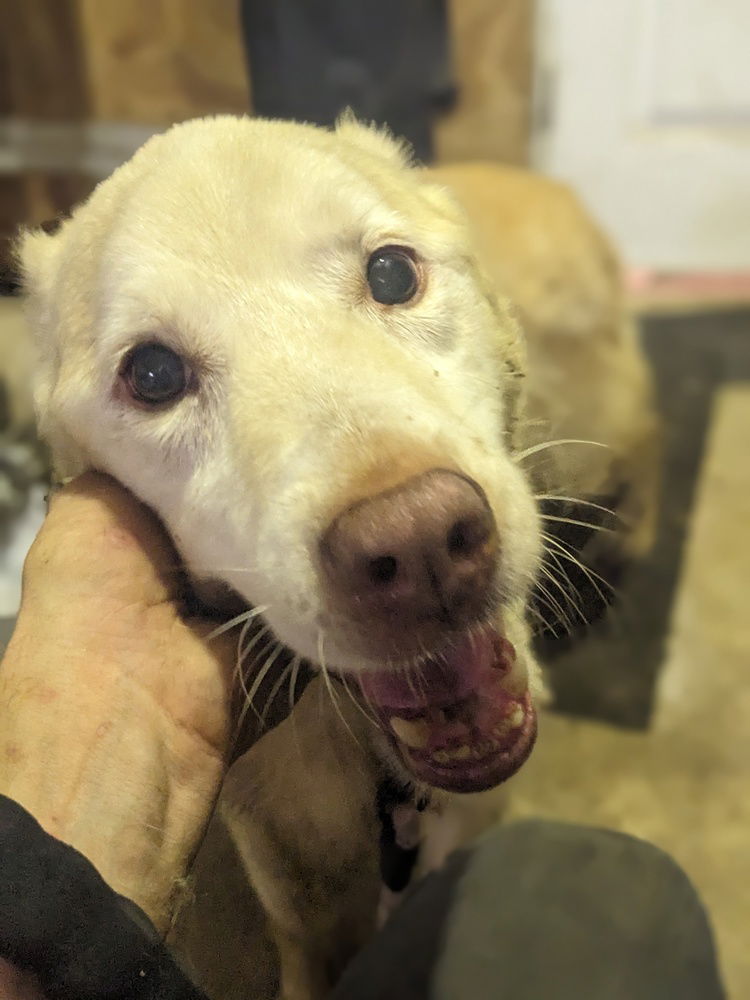 adoptable Dog in Langley, BC named Nilla (Courtesy Post)