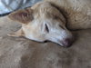 Nilla (Courtesy Post) - Photo 2