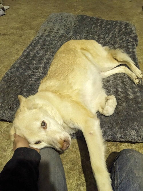 Nilla, photo 3