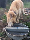 Nilla (Courtesy Post) - Photo 4