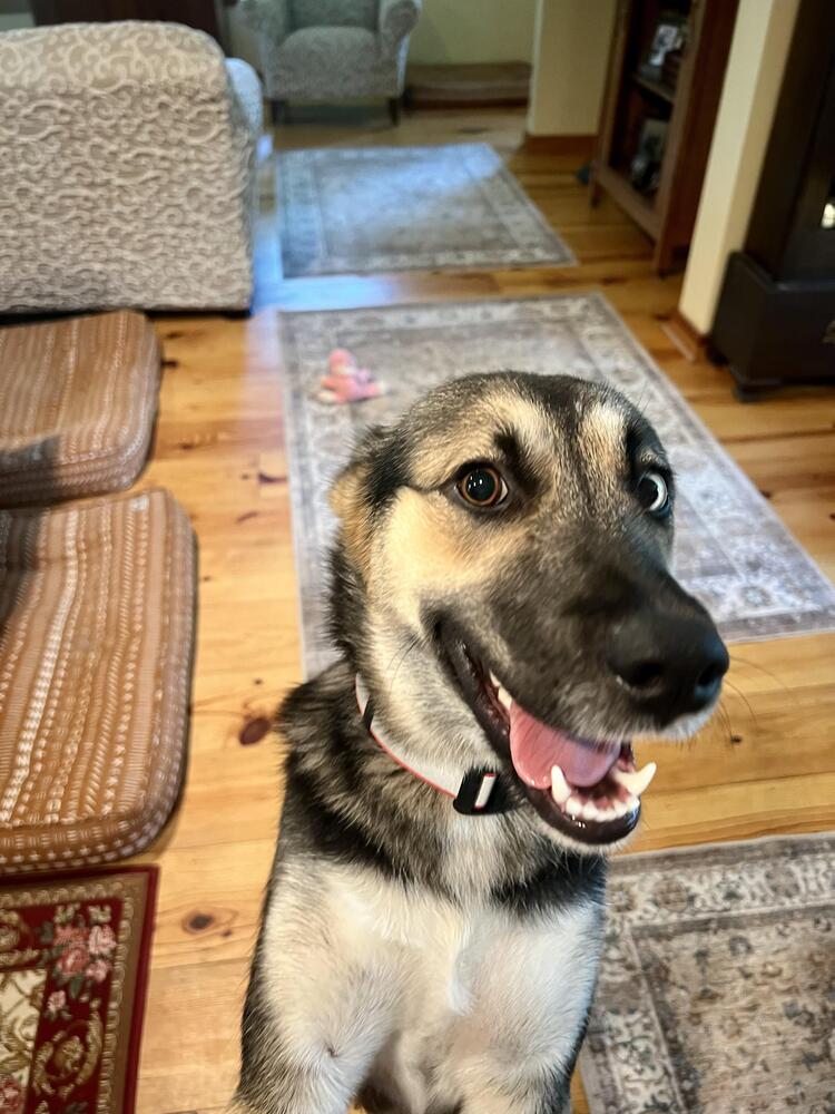 adoptable Dog in Langley, BC named Lucky (Courtesy Post)