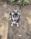 Lucky (Courtesy Post) - Photo 2