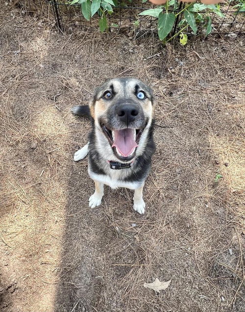 LUCKY (COURTESY POST) - German Shepherd Dog / Husky available for adoption