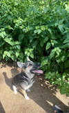 Lucky (Courtesy Post) - Photo 3